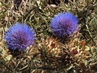 Cynara_cardunculus_GM_1204.2.jpg