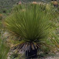 Dasylirion_miquihuanense_GM_1354.2.jpg