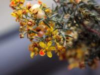 Dinemagonum_ericoides_GM_1555.3.jpg