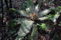 Dioon_edule_GM_804.8.jpg