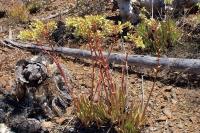 Dudleya_albiflora_GM_1301.7.jpg