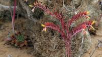 Dudleya_pauciflora_GM_1296.2.jpg