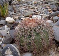 E._horizontalonius_x_ingens_GM_1046.1.jpg