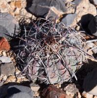 E._horizonthalonius_GM_1628.jpg