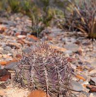 E._horizonthalonius_x_ingens_GM_1628.4.jpg