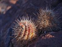 Ec._coccineus_ssp._aggregatus_GM_1638.2.jpg