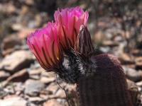 Ec._pectinatus_GM_1649.5.jpg