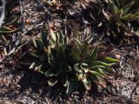 Echeveria_GM_1670.4.jpg