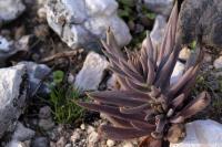 Echeveria_bifida_GM_1371.8.jpg
