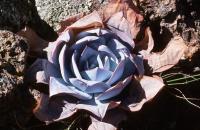 Echeveria_cante_GM_711.2.jpg