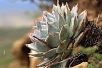 Echeveria_cuspidata_GM_1345.4.jpg