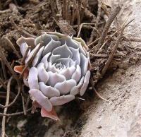 Echeveria_halbingeri_GM_1035.5.jpg