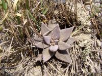 Echeveria_humilis_lub_agavoides_GM_1106.3.jpg