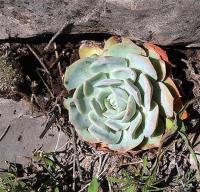 Echeveria_lilacina_GM_1246.1.jpg