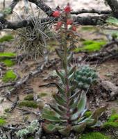 Echeveria_lyonsii_GM_1357.8.jpg