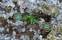 Echeveria_minima_GM_768.4.jpg