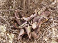 Echeveria_schaffneri_GM_1088.1.jpg