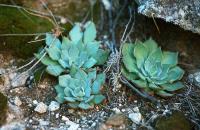 Echeveria_strictiflora_GM_634.1.jpg