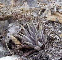 Echeveria_tolimanensis_GM_1035.3.jpg