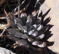 Echeveria_unguiculata_GM_1248.7.jpg