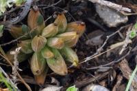 Echeveria_unguiculata_GM_1351.8.jpg