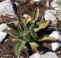 Echeveria_walpoleana_GM_1246.7.jpg