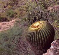 Echinocactus_grusonii_GM_1216.jpg