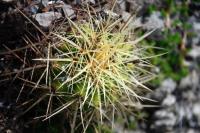 Echinocactus_grusonii_GM_1367.1.jpg