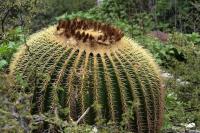 Echinocactus_grusonii_GM_1367.5.jpg