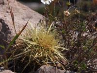 Echinocactus_grusonii_GM_1545.1.jpg