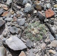 Echinocactus_horizontalonius_GM_1015.4.jpg