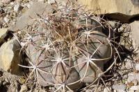 Echinocactus_horizontalonius_GM_1075.9.jpg