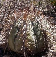 Echinocactus_horizontalonius_GM_1090.9.jpg
