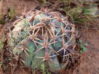 Echinocactus_horizontalonius_GM_1227.1.jpg