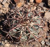 Echinocactus_horizontalonius_GM_1233.1.jpg