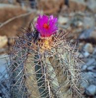 Echinocactus_horizontalonius_GM_1233.11.jpg