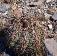 Echinocactus_horizontalonius_GM_1235.1.jpg