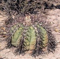 Echinocactus_horizontalonius_GM_1255.4.jpg