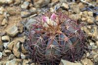 Echinocactus_horizontalonius_GM_1330.1.jpg