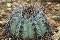 Echinocactus_horizontalonius_GM_1341.jpg