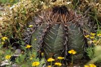 Echinocactus_horizontalonius_GM_1347.jpg