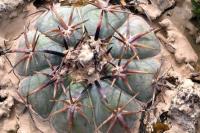 Echinocactus_horizontalonius_GM_1357.11.jpg