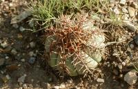 Echinocactus_horizontalonius_GM_594.jpg