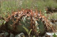 Echinocactus_horizontalonius_GM_603.jpg