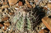 Echinocactus_horizontalonius_GM_609.jpg