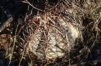 Echinocactus_horizontalonius_GM_664.1.jpg