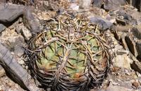 Echinocactus_horizontalonius_GM_692.jpg