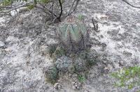 Echinocactus_horizontalonius_GM_863.2.jpg