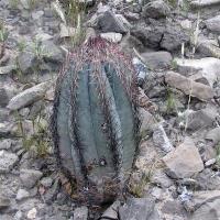 Echinocactus_horizontalonius_GM_891.jpg