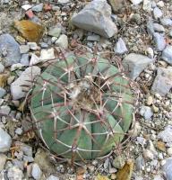 Echinocactus_horizontalonius_GM_922.jpg